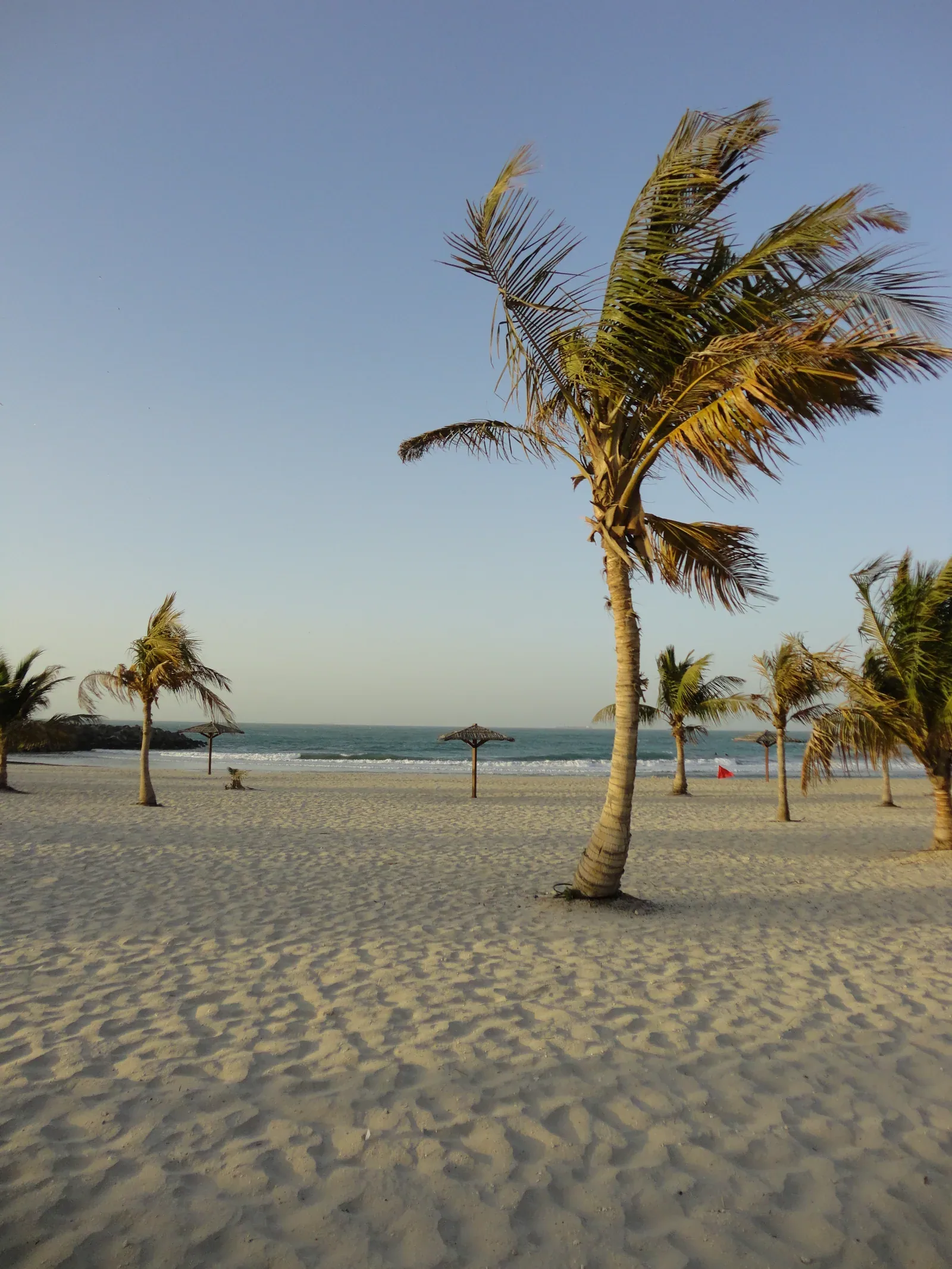 Palm trees on the sandy shore at Al Mamzar Beach Park